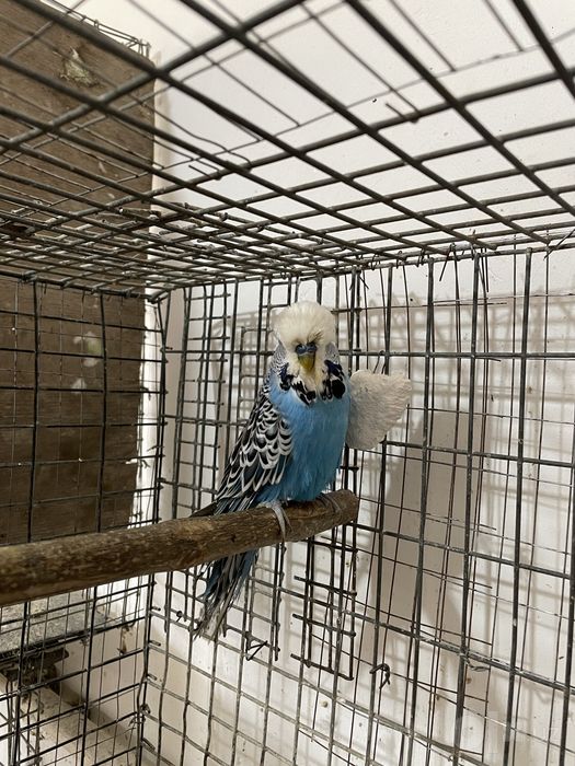 Андурка превазной