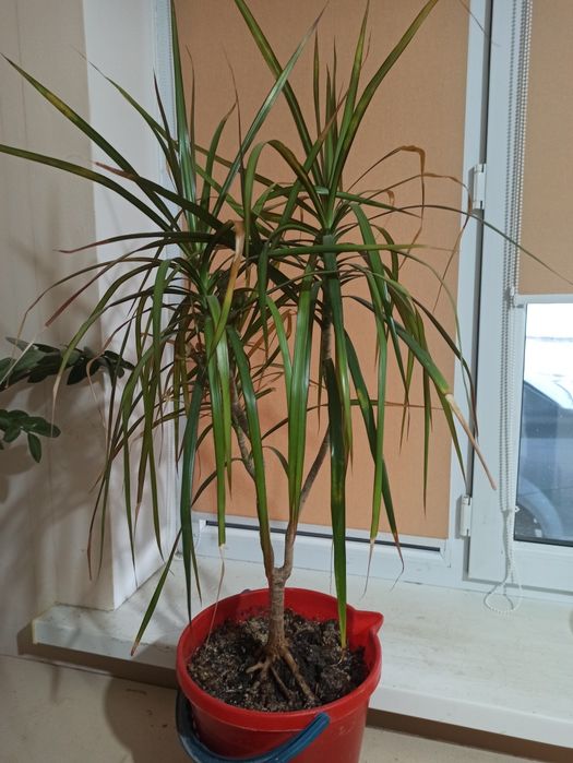 Продам комнатные растения
