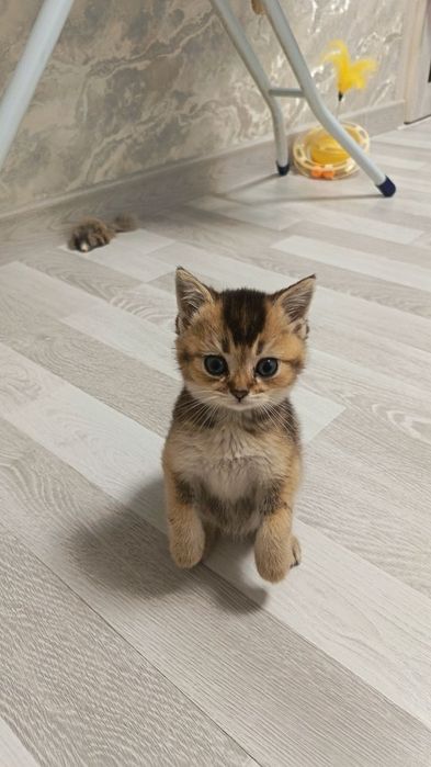 Шикарные котята здоровые игривые