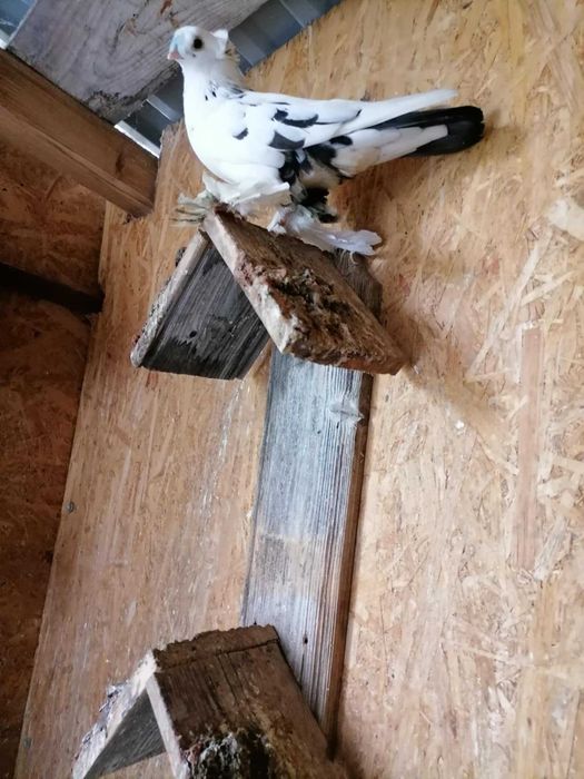 Vand porumbei rasa jucatori de Botosani