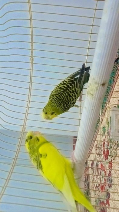 Папугай сатылады 2 уиасы менен быргелыкте