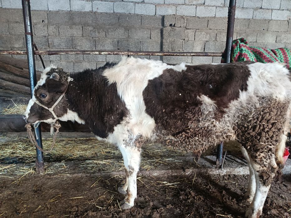 Буқа сатылады аа