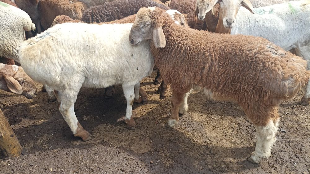 Кой кой  токты козы сек марка