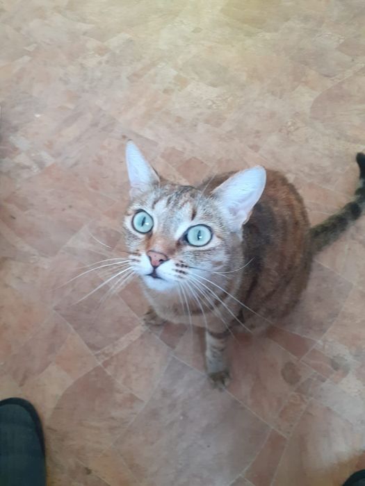 Кошечка Мура ищет новый дом!