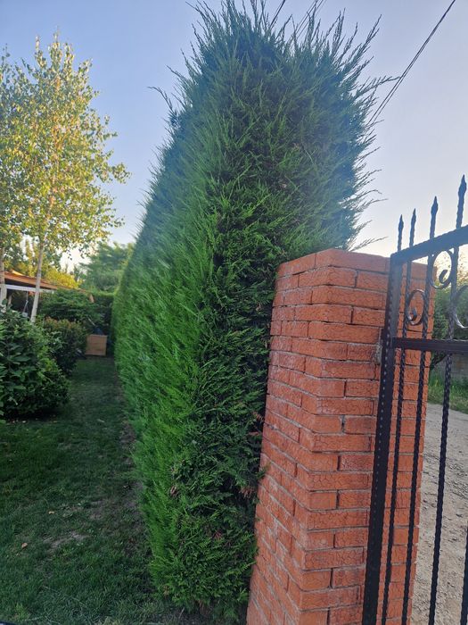 Tuia leilandi altoi 120 cm