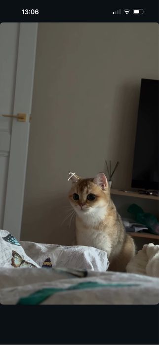 Ищем кота золотая шиншилла для вязки