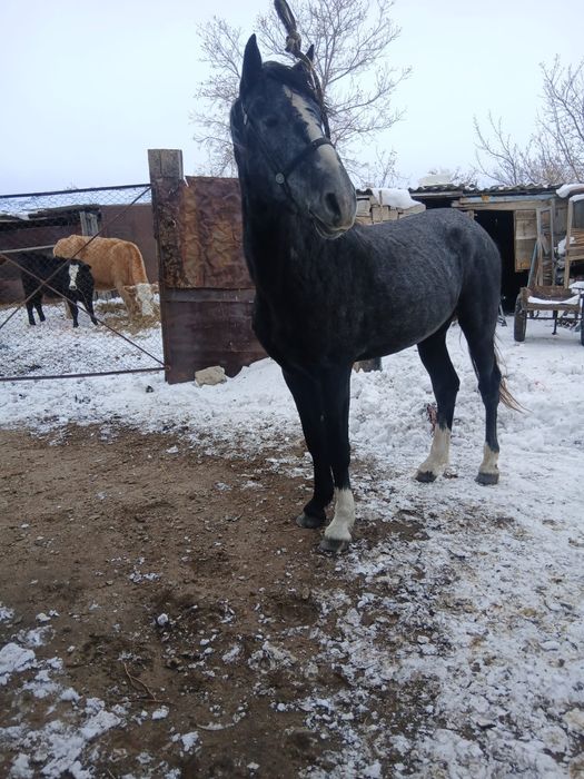 Продам лошадь!!!