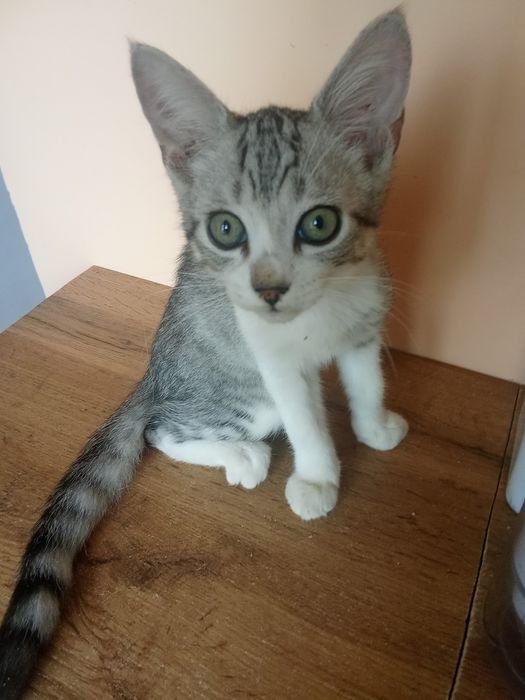 Отдам бесплатно котика