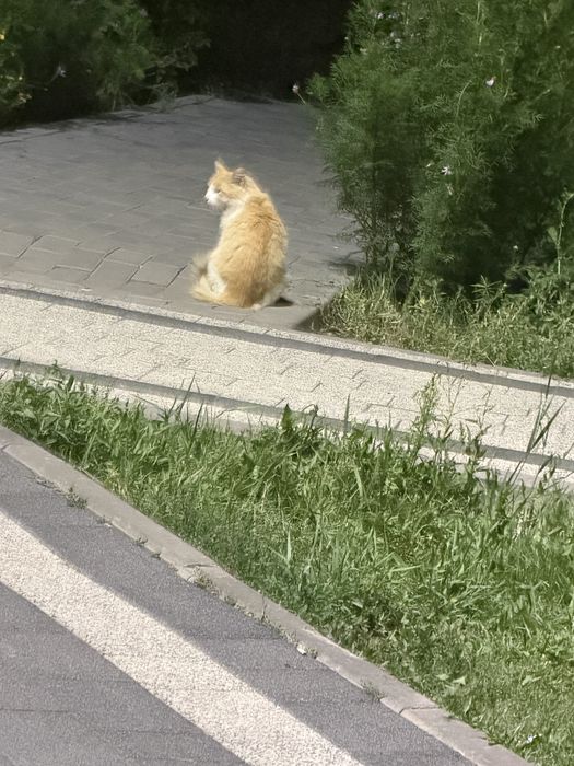 Кошка ищет хозяев