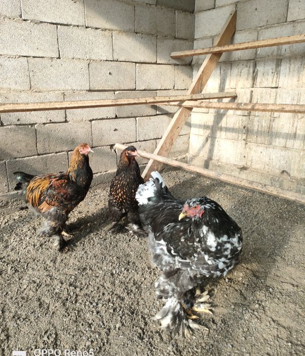 Продам Кохинхины Брамы.