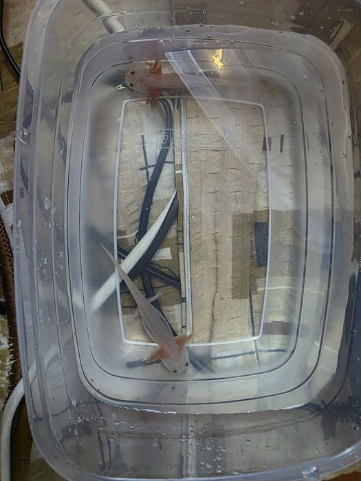 Axolotl Leucistic si Wild