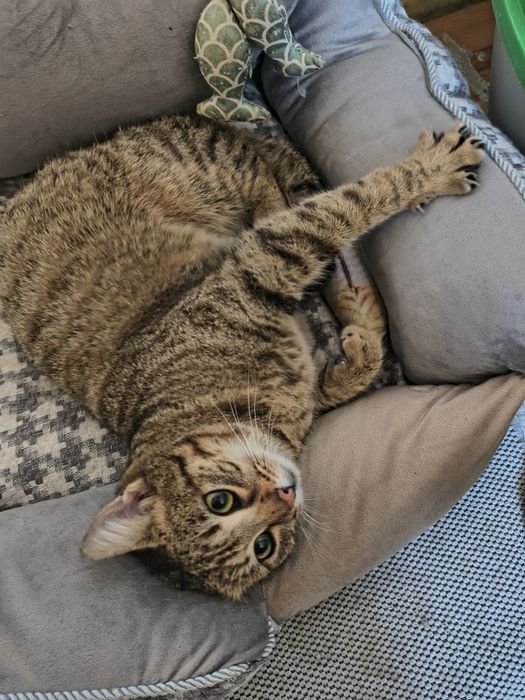 Мими търси любящ и отговорен дом.