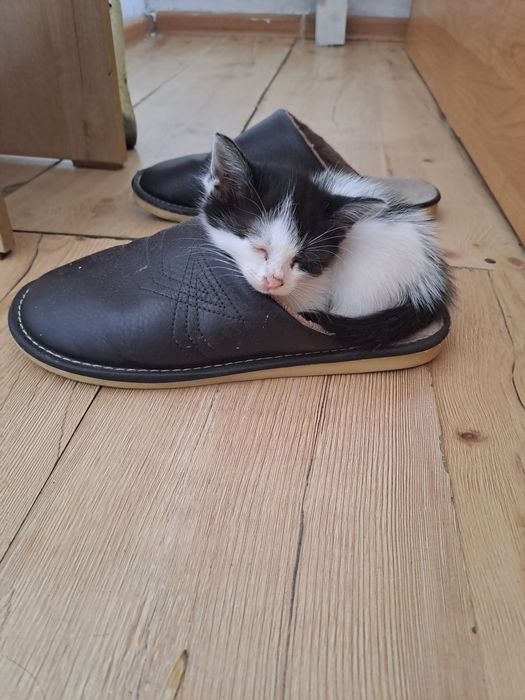 Отдам дарм котят в хороше руки