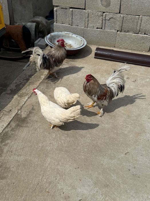 2 cocoșii și 2 puicuțe rasă pitică