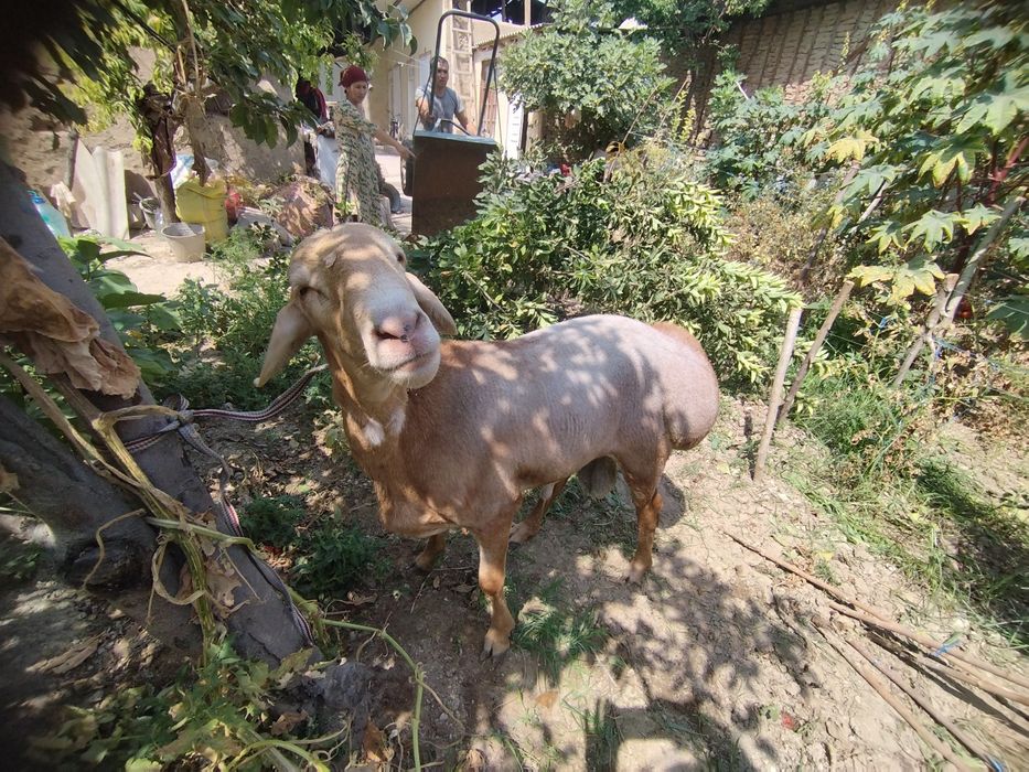 Arashan zotli qoʻy ishonchli sogʻlom hali tish chiqmagan yosh. 115 +kg