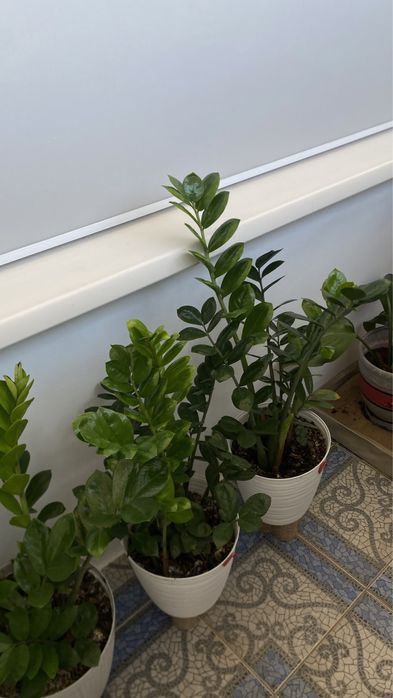 Продам цветок Замиокулькас, 1м