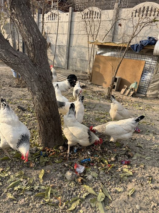 Адлер серебристый инкубацион тухумлари сотилади. Тоза кон.