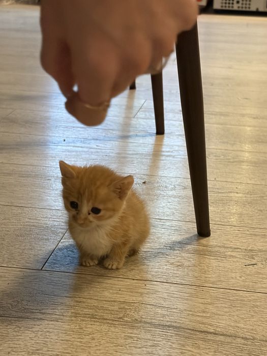 Котенца за осиновяване