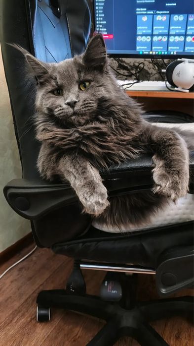 Кот Мейн-Кун  Вязка
