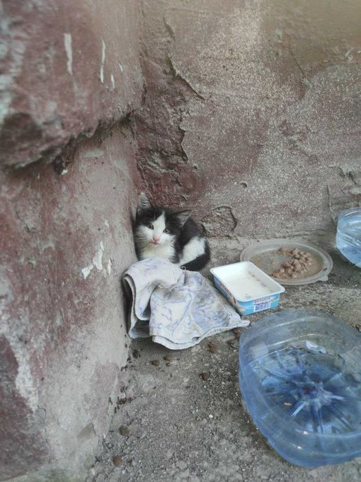 Котёнок маленький, в добрые руки и теплый дом