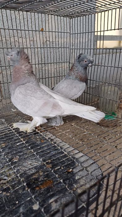 Продам Голубей!!
