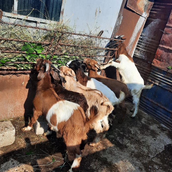 Iezi de vânzare (iede și țapi)Prețul începe de la 250/buc în funcție de mărime.