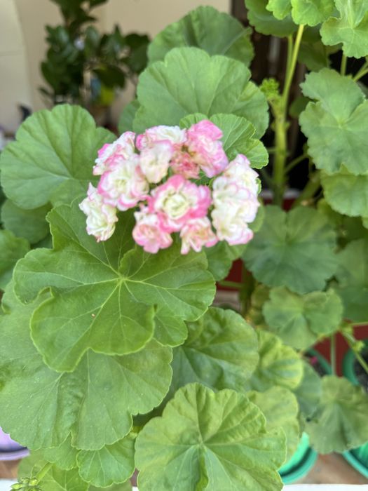 Герань, комнатные цветы