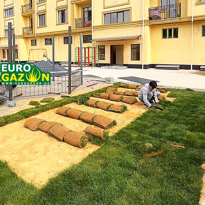 Газон екиш хизмати tayyor gazon Gazon optom