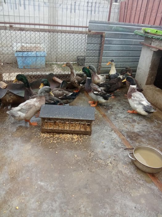 Rațe și rățoi mari de carne tineri