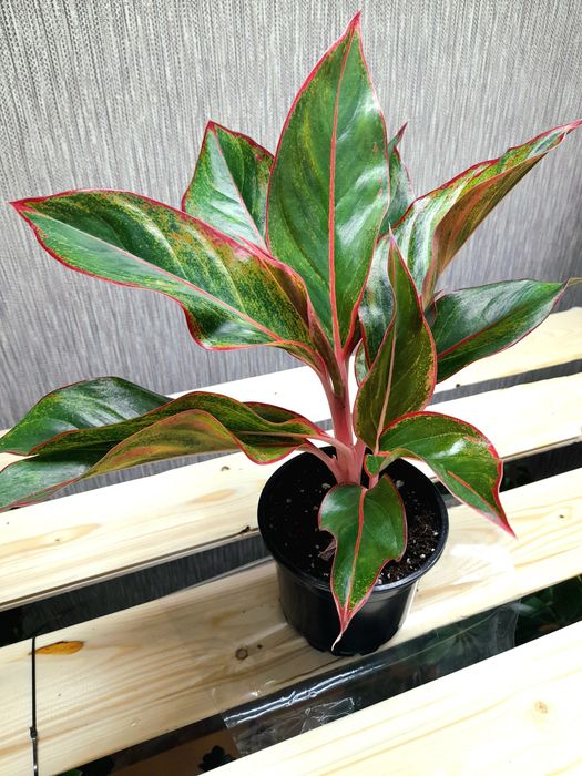 Продам Аглаонема Ред