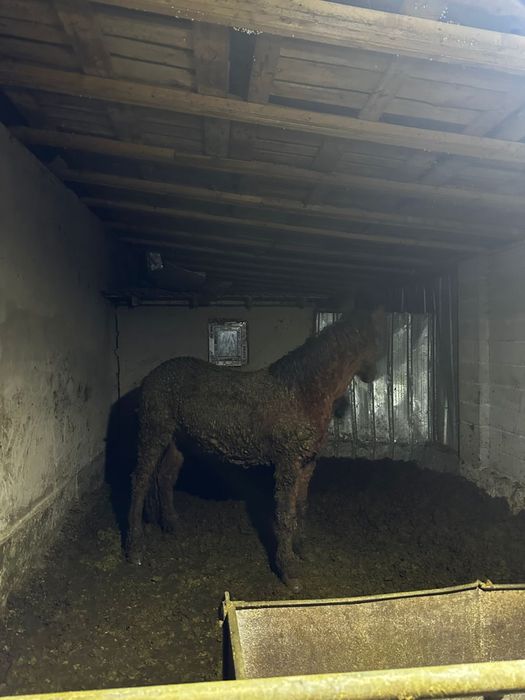 Лошадь -2 годовалая