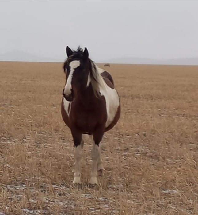 Ірі бие сатамын, жеті жаста, сауылады