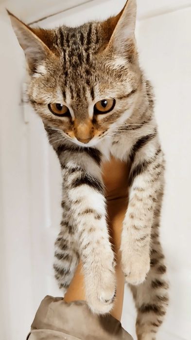 Шикарный котенок тигрового окраса в любящую семью, мальчик