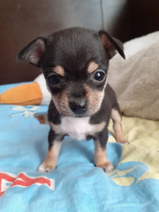 Продам щенков Чихуахуа