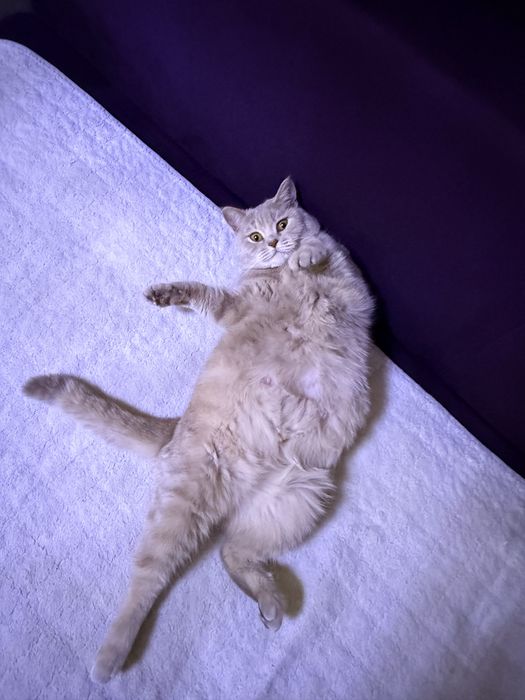 Отдам котят в добрые руки.