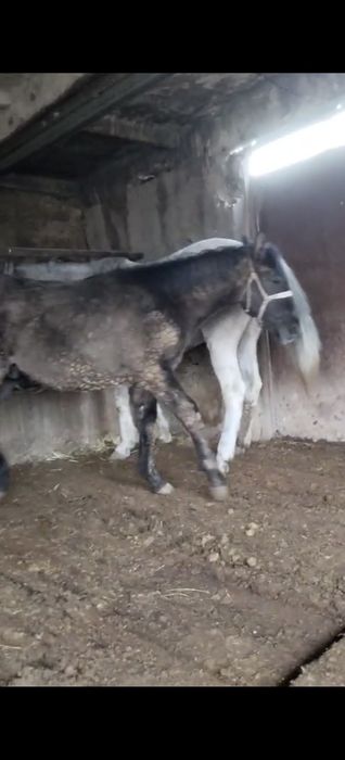 Семіз бордақы 1 жасар тай сатылады срочна