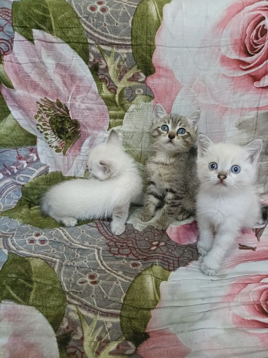 Милые котята ...