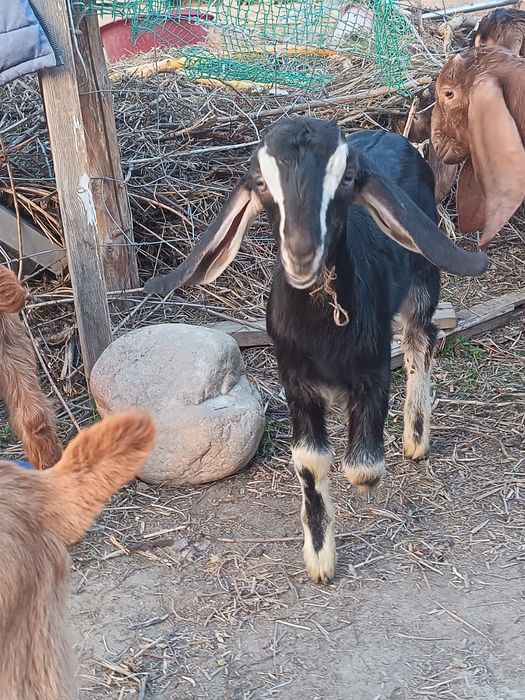 Лақтар сатылады Ұрғашы еркек