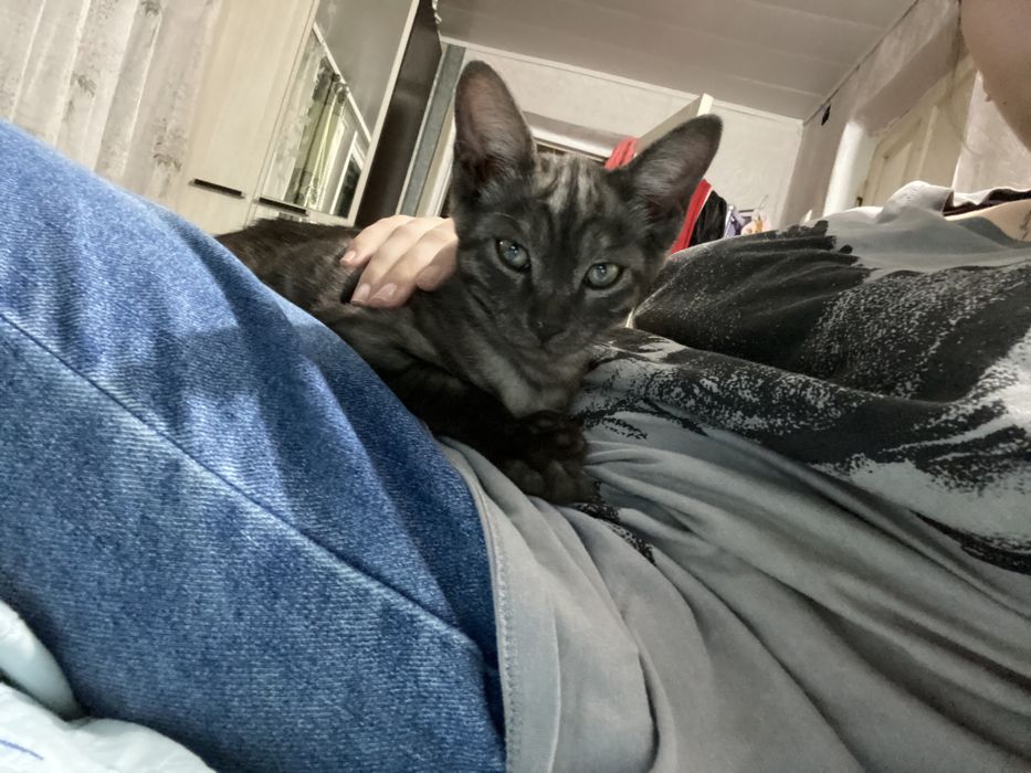 Отдам котенка в хорошие руки