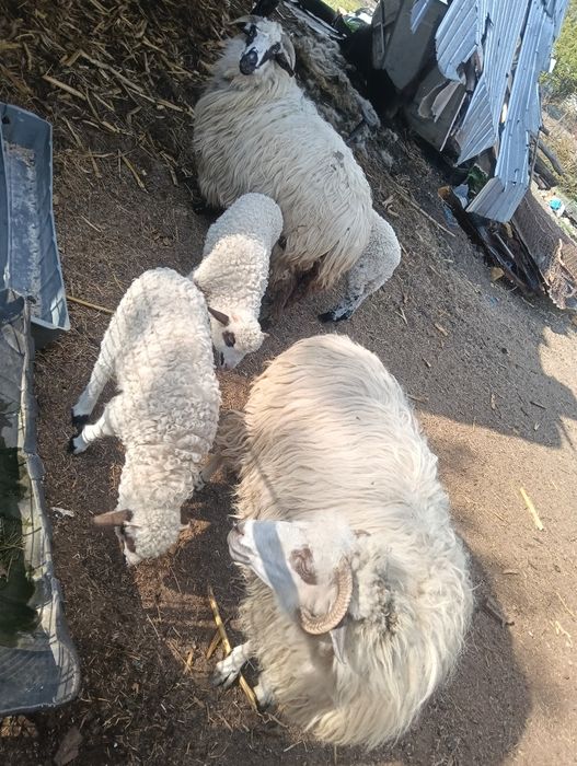 Două oi țurcane și doi berbecuți