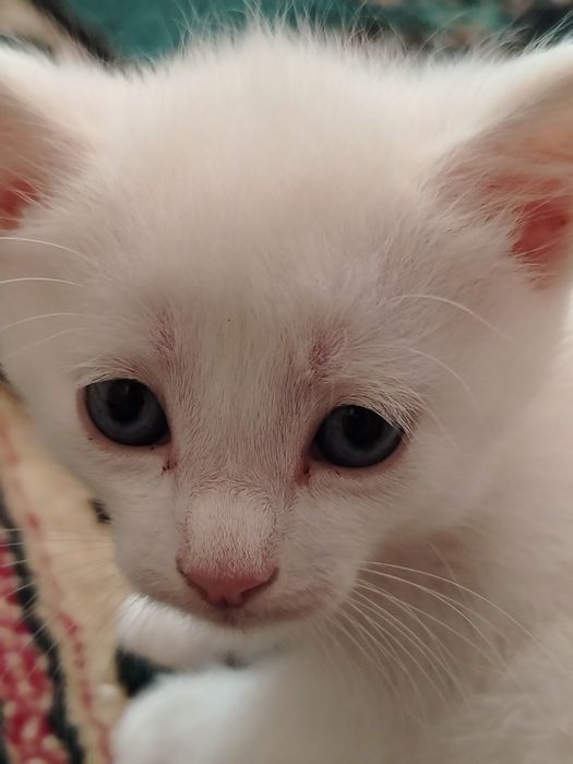 Котята. Четыре мальчика. Две девочки
