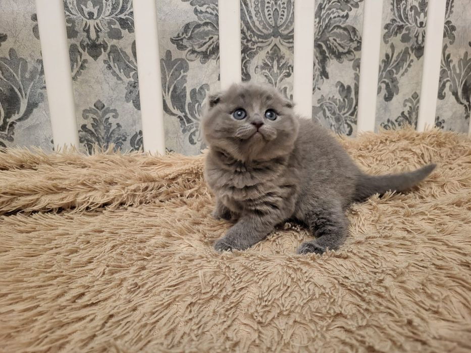 Скоттиш Фолд.  Девочка и Мальчик.