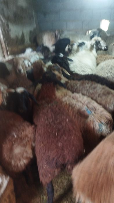 Бараны токтушки кой токты