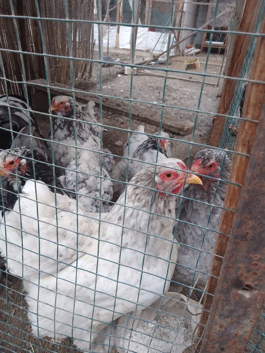 Брама Турция. Цыплята и яйца.