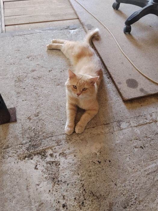 Вислоухие котята.