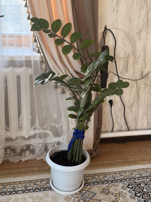 Долларовые дерево