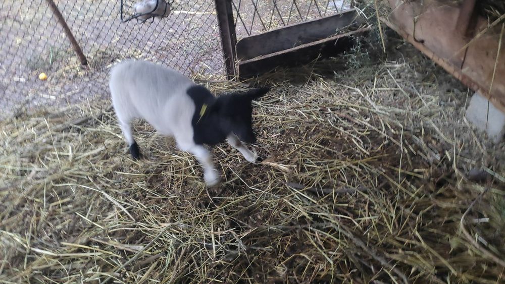 Дорпер кузилари сотилади