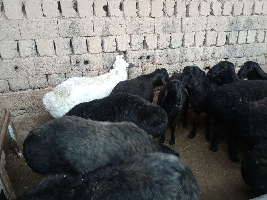 Qurbonlik Кочкор кой Qochqor Курбонлик qoy quy кой
