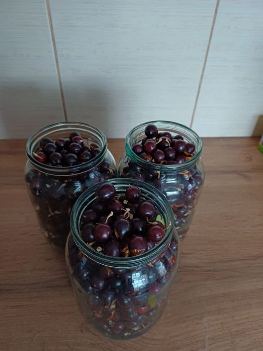 Смородина домашняя