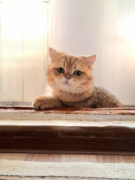 Золотая шиншилла скоттиш страйт мальчик 1.5 годик здоровый
